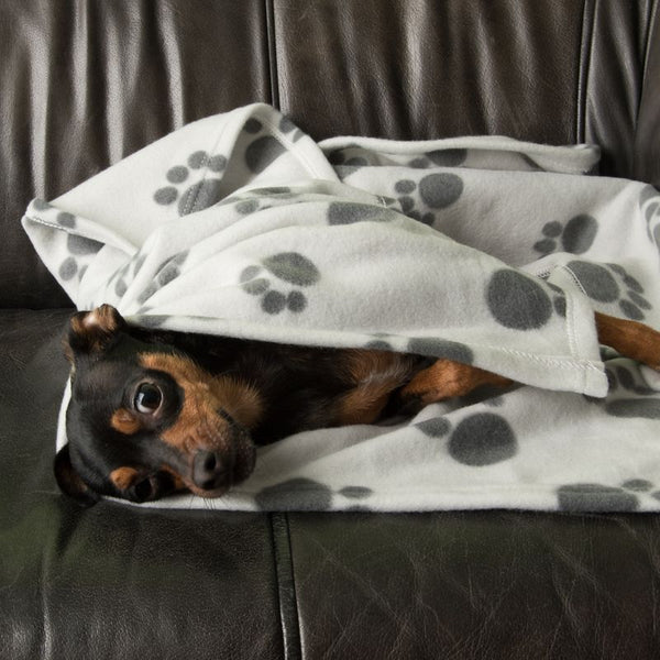 Pawty Fleece Blanket || zooplus Exclusive || view 11