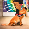JULIUS-K9 IDC® Power Harness - Red || Julius-K9 || view 9