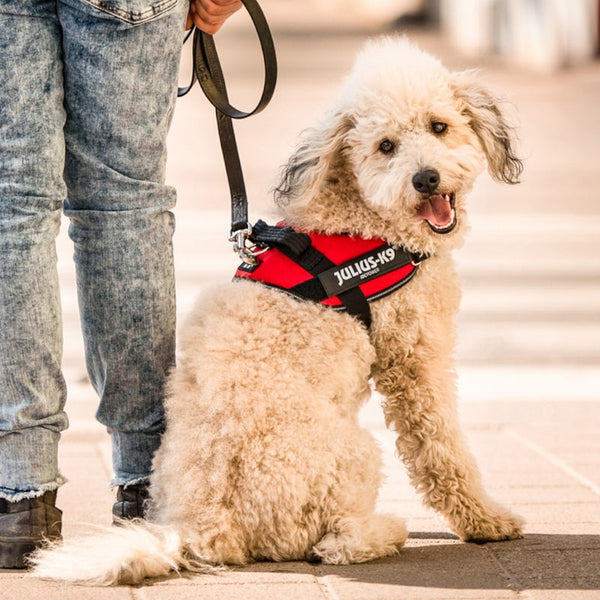 JULIUS-K9 IDC® Power Harness - Red || Julius-K9 || view 11