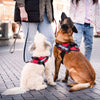 JULIUS-K9 IDC® Power Harness - Red || Julius-K9 || view 6