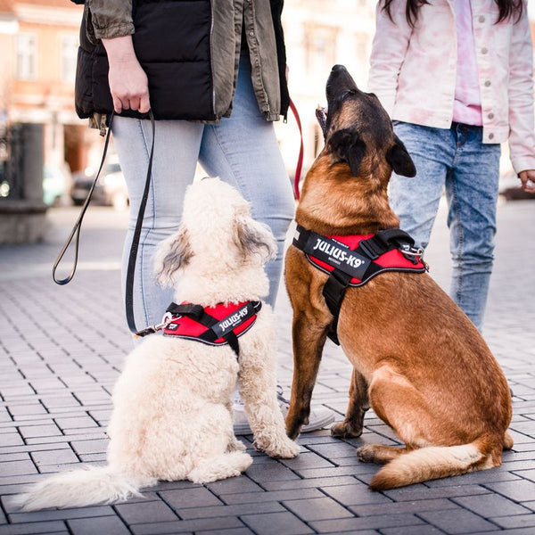 JULIUS-K9 IDC® Power Harness - Red || Julius-K9 || view 6