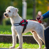 JULIUS-K9 IDC® Power Harness - Red || Julius-K9 || view 8