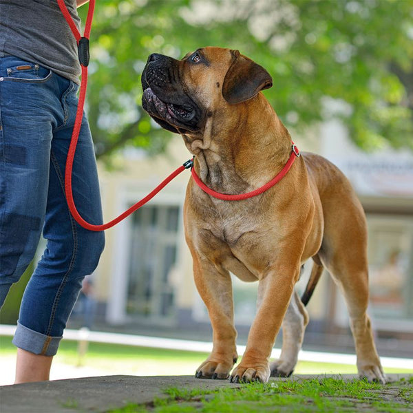HUNTER Retriever Slip Lead - 170cm || Hunter || view 9