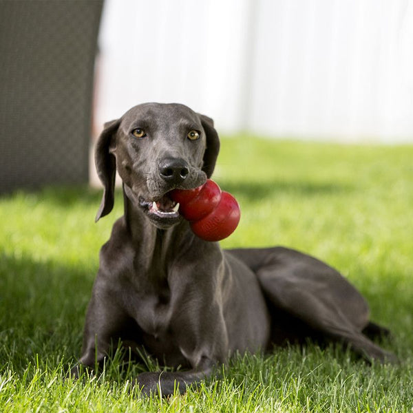 KONG Classic || KONG || view 14