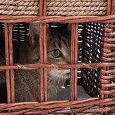Brown basket made of woven wood with a cat looking through the bars.