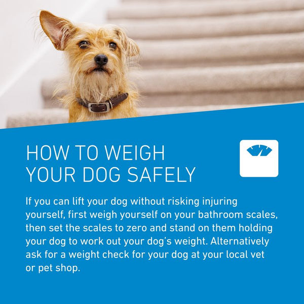FRONTLINE® Spot On for Dogs - M (10-20kg) || Frontline || view 8