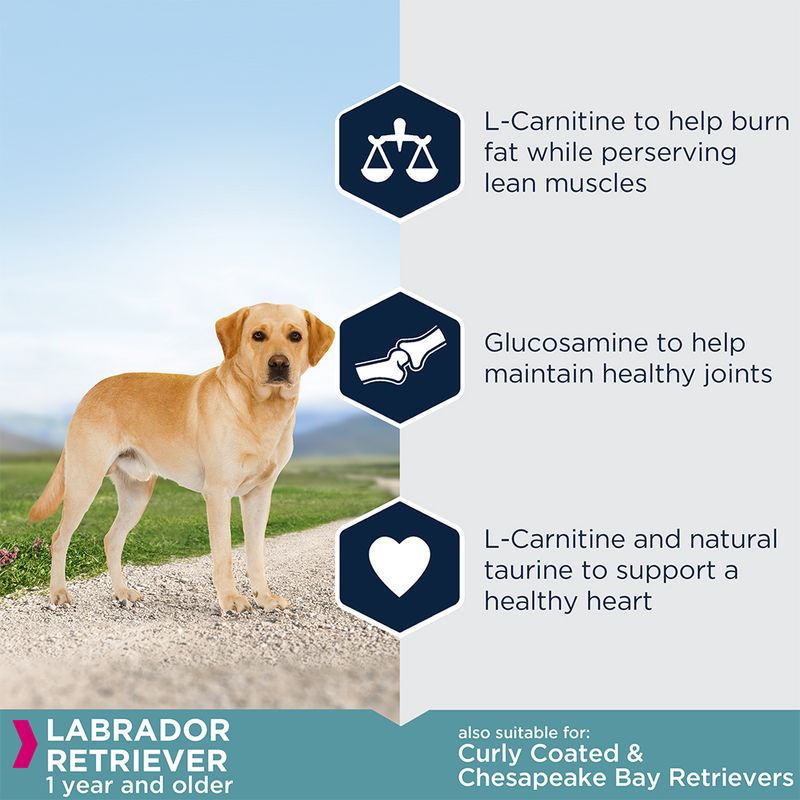 Eukanuba Labrador Retriever Adult || Eukanuba || view 4
