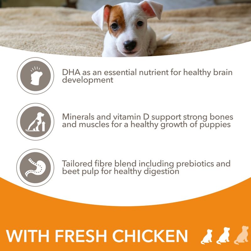 IAMS Advanced Nutrition Puppy & Junior Small & Medium Dog - Chicken || IAMS || view 4
