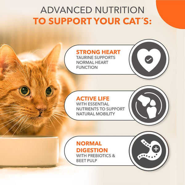 IAMS Advanced Nutrition Senior Cat 11+ with Chicken || IAMS || view 4
