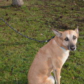 JULIUS-K9 IDC® Rope Lead || Julius-K9 || view 4