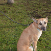JULIUS-K9 IDC® Rope Lead || Julius-K9 || view 4