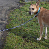 JULIUS-K9 IDC® Rope Lead || Julius-K9 || view 5