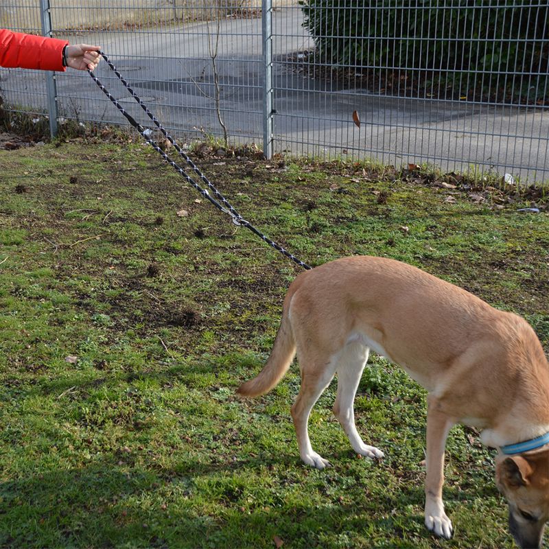 Dog on a black-and-white patterned lead, held by a person in a red jacket. Dog stands on green grass in front of a metal fence.