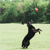 Dog jumping on a meadow after an orange-blue toy with handle floating in the air.