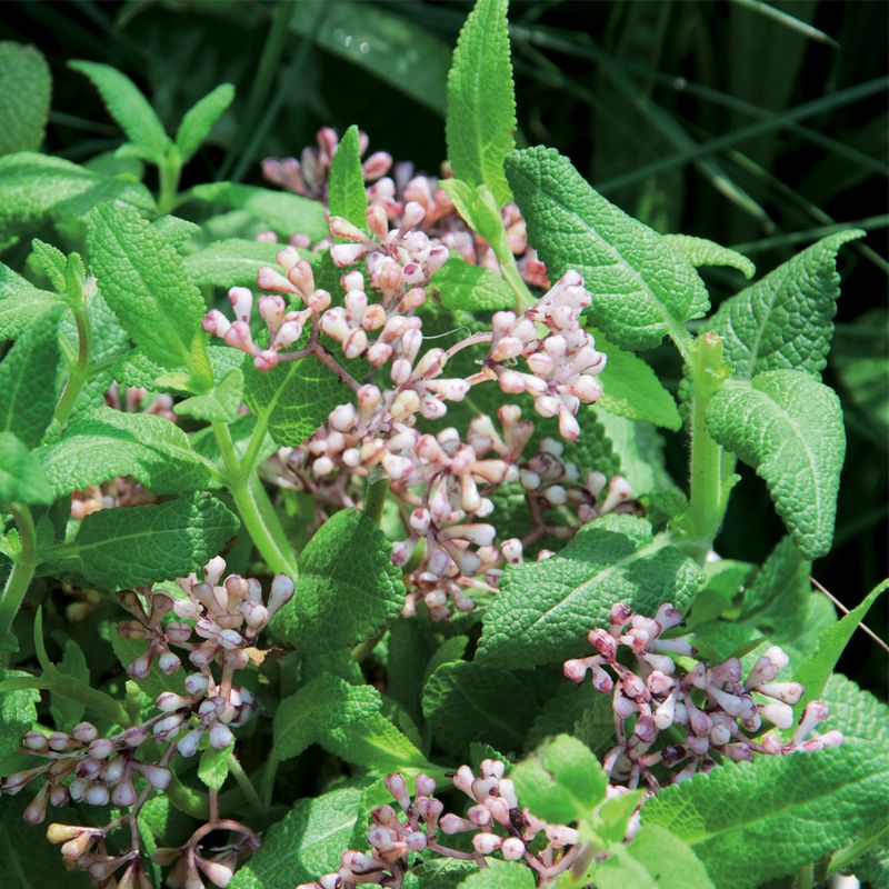 Close-up of green leaves and pink flowers of a plant, possibly illustrating natural ingredients of a product.