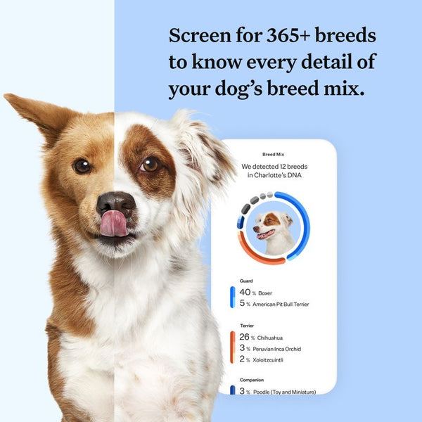 Wisdom Panel™ Breed Discovery Dog DNA Test || Wisdom Panel || view 5