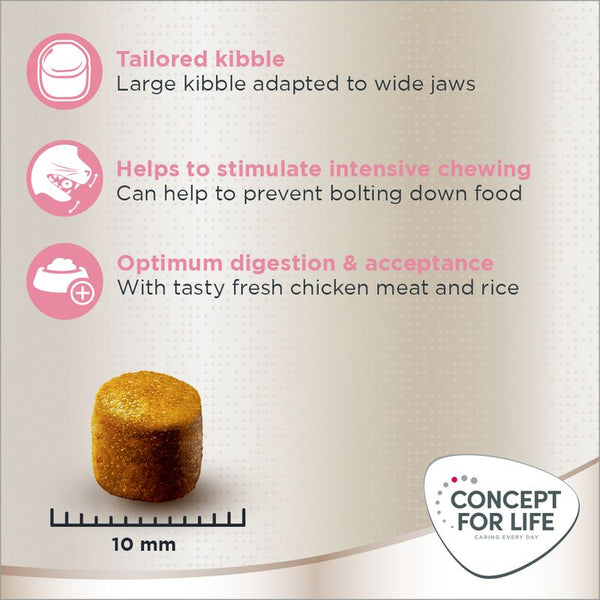 Concept for Life Maine Coon Kitten || Concept for Life || view 6