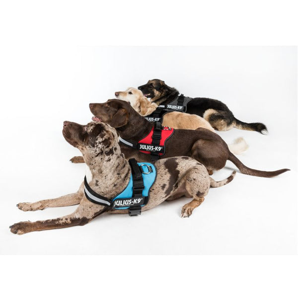 JULIUS-K9® Power Harness - Red || Julius-K9 || view 5