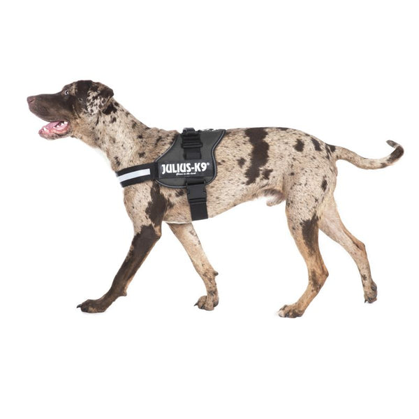 JULIUS-K9® Power Harness - Anthracite || Julius-K9 || view 6