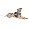 JULIUS-K9® Power Harness - Anthracite || Julius-K9 || view 2