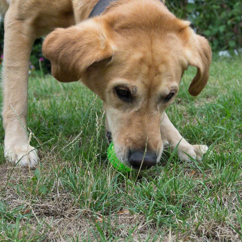 Dog on a meadow examining something on the ground. Focus on the front legs and the grass.