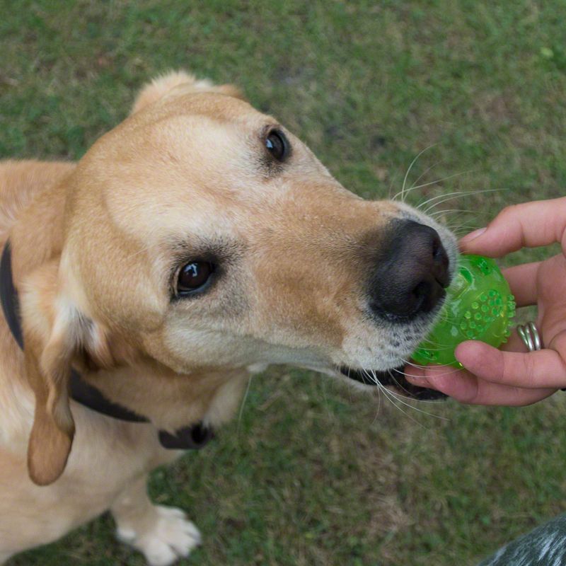 Hand holding green rubber ball, dog in background on a meadow.