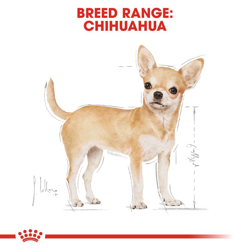 Royal Canin Chihuahua Adult || Royal Canin Breed || view 6