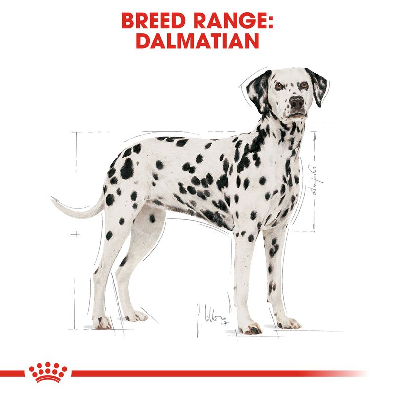 Royal Canin Dalmatian Adult || Royal Canin Breed || view 4