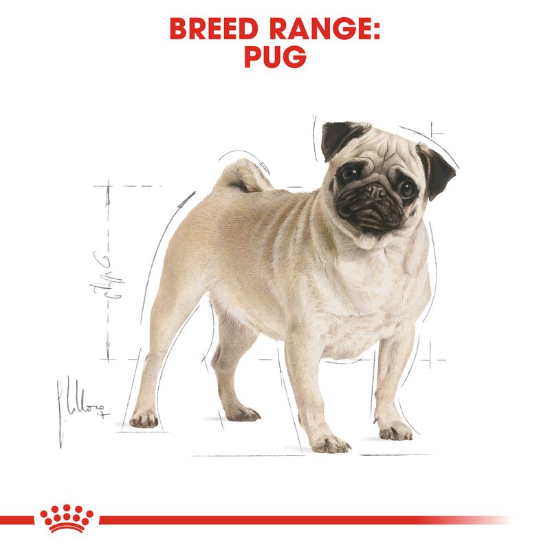 Royal Canin Pug Adult || Royal Canin Breed || view 5