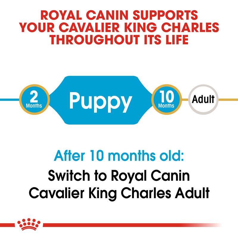 Royal Canin Cavalier King Charles Puppy || Royal Canin Breed || view 8