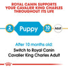 Royal Canin Cavalier King Charles Puppy || Royal Canin Breed || view 8