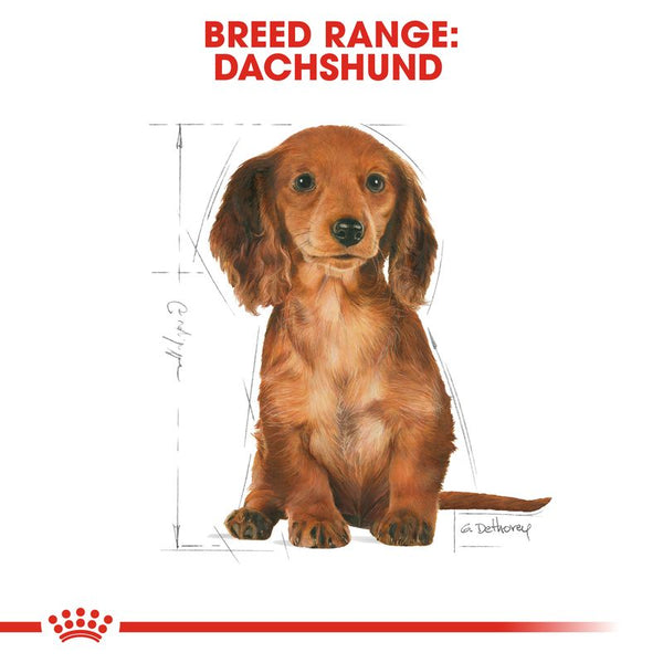 Royal Canin Dachshund Puppy || Royal Canin Breed || view 5