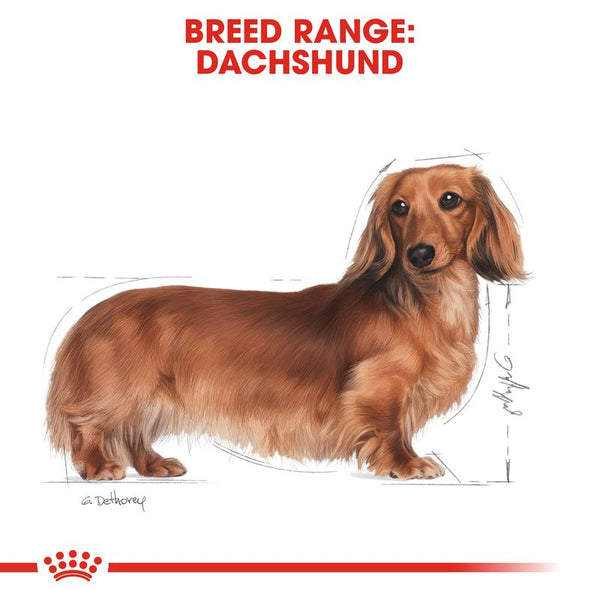 Royal Canin Dachshund Loaf || Royal Canin Breed || view 5