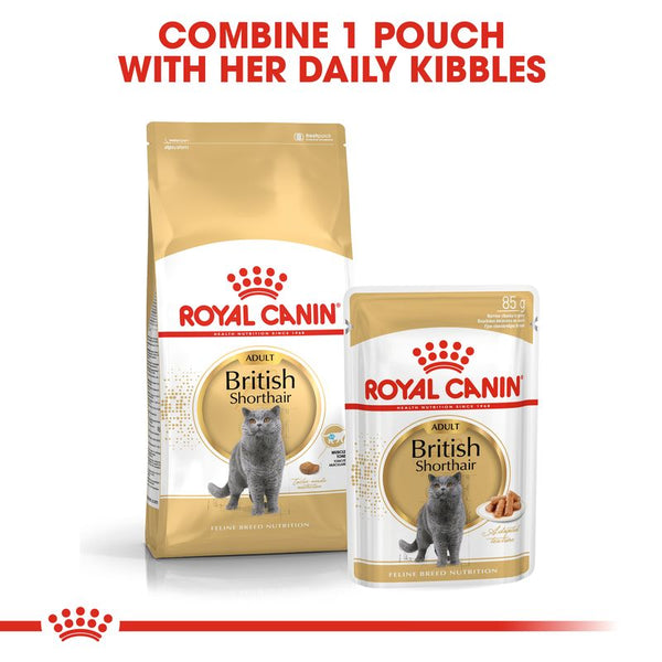 Royal Canin British Shorthair Adult in Gravy || undefined || view 4
