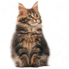 Royal Canin Maine Coon Kitten || Royal Canin Breed || view 6