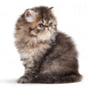 Royal Canin Persian Kitten || Royal Canin Breed || view 5