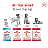 Royal Canin Medium Ageing 10+ || Royal Canin Size || view 6