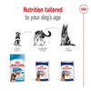 Royal Canin Maxi Ageing in Loaf || Royal Canin Size || view 5