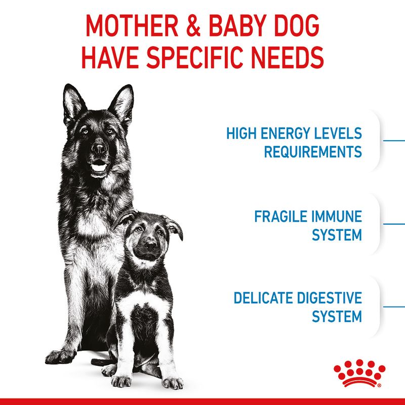Royal Canin Maxi Starter Mother & Babydog || Royal Canin Size || view 5