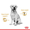 Royal Canin Labrador Retriever Adult in Gravy || Royal Canin Breed || view 3