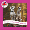 Burgess Supadog Greyhound & Lurcher || Supadog || view 5