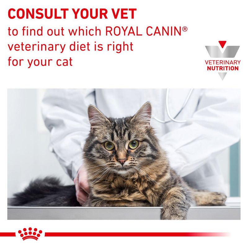 Consult your vet to find out which Royal Canin veterinary diet is right for your cat. Veterinary Nutrition branding shown above a cat being examined by a vet.