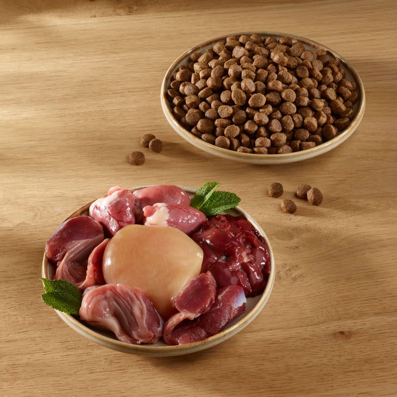 Wild Freedom Adult "High Valley" Beef - Grain-Free