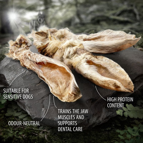 Wolf of Wilderness Dried Rabbit Ears with Fur || Wolf of Wilderness || view 4