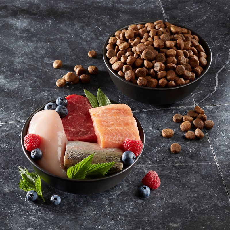 Bowl with raw chicken, beef, salmon and trout, decorated with raspberries, blueberries and mint leaves. Next to it, bowl with brown dry food kibbles.